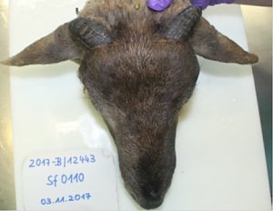 Schaf 1