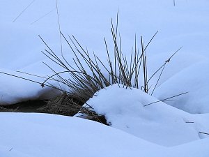 Der Harz taut...
