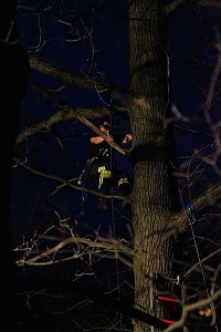 Gleitschirmflieger auf Baum