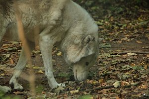 Heute im B&auml;renpark