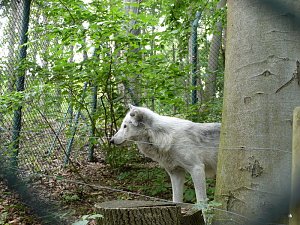 Ferienaktion Wolfsspur
