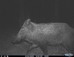 tiere