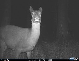tiere