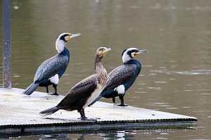 Kormorane in Nordhausen im Stadtpark 