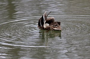 Kein Kormoran - Stockente