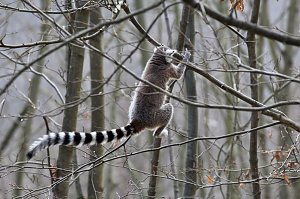 Besuch im Affenpark Strau&szlig;berg