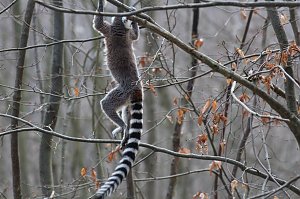 Besuch im Affenpark Strau&szlig;berg