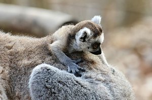 Besuch im Affenpark Strau&szlig;berg