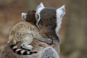Besuch im Affenpark Strau&szlig;berg