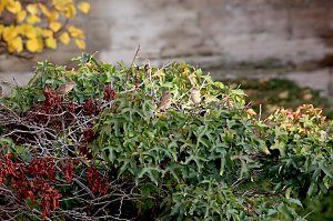 Herbstimpressionen