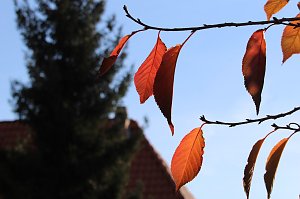 Herbstimpressionen