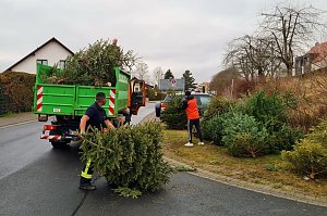 Weihnachtsb&auml;ume werden eingesammelt
