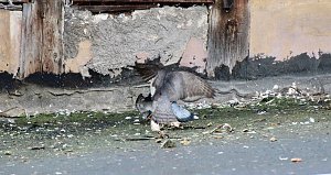 Habicht erlegt Taube