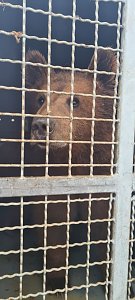 Eine ungew&ouml;hnliche Rettungsaktion f&uuml;hrte die Mitarbeiter des B&auml;renparks bis in die Ukraine