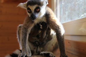Kattaweibchen adoptiert fremdes Affenbaby
