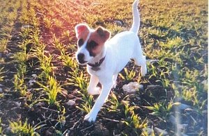 Bild des vermissten Hundes