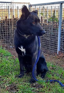 Ausgeb&uuml;chster Hund besch&auml;ftigte gestern 25 Rettungskr&auml;fte
