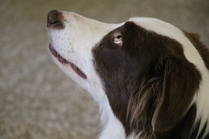 Besuch bei der Nordh&auml;user Hundestaffel