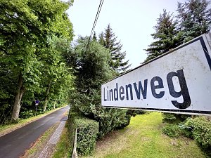 Drei B&auml;ume m&uuml;ssen zur Verkehrssicherung weichen