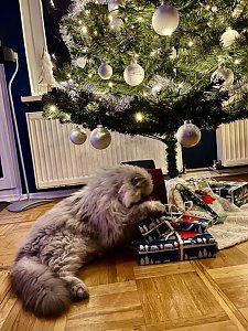 Willy und die Weihnachtsgeschenke