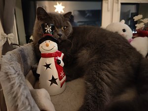 Der British-Kurzhaar ist kein wirklicher Fan von Weihnachten und hat sich auch schon regelm&auml;&szlig;ig als Weihnachtsbaumm&ouml;rder bewiesen