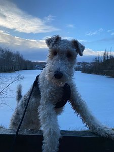 R&uuml;de Prince tobt im Schnee und hat gro&szlig;en Spa&szlig; dabei