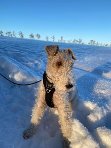 R&uuml;de Prince tobt im Schnee und hat gro&szlig;en Spa&szlig; dabei