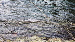 Winter an der Zorge