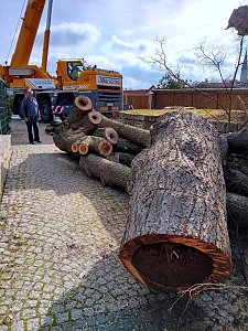 Baumf&auml;llung im Ringau unvermeidlich