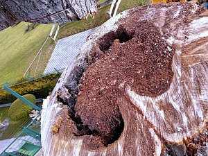 Baumf&auml;llung im Ringau unvermeidlich