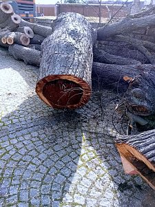 Baumf&auml;llung im Ringau unvermeidlich