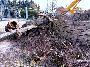 Baumf&auml;llung im Ringau unvermeidlich