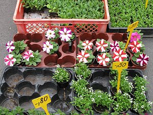 Blumen und mehr