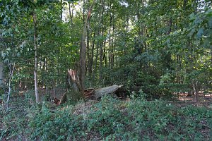 Peter Blei beim Waldspaziergang