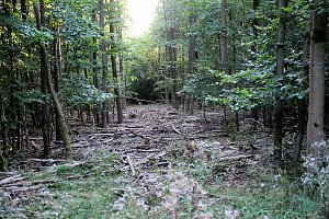 Peter Blei beim Waldspaziergang