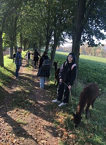 Studierende der Hochschule Nordhausen erleben die beruhigende Wirkung einer Alpaka-Wanderung auf der Alpaka-Farm Munkelt in Hohenm&ouml;lsen
