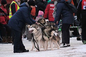 Hundeschlittenrennen im Harz