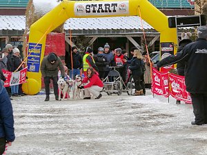 Hundeschlittenrennen im Harz
