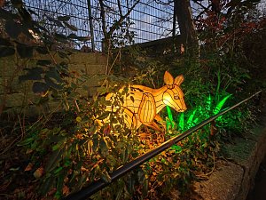 Magische Lichterwelten in Halle