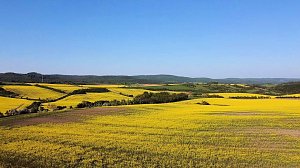 Gelbe Fr&uuml;hlingsstimmung
