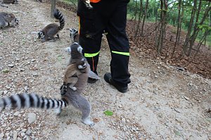 Besuch im Affenpark in Strau&szlig;berg (Th&uuml;ringen)