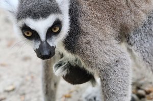 Besuch im Affenpark in Strau&szlig;berg (Th&uuml;ringen)
