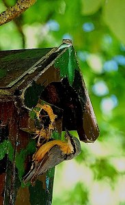 Wundersch&ouml;ne Tierwelt