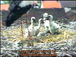 Neues aus dem Storchennest
