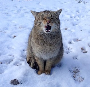 Bild: Wildkatze