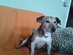 Bild: Hund Biene