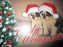 Bild: Weihnachtsgr&uuml;&szlig;e
