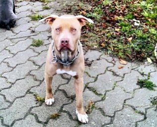 Bild: Hund gesucht