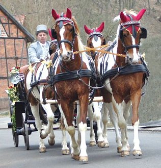 Bild: Toller Pferdesport auf der Forstfarm