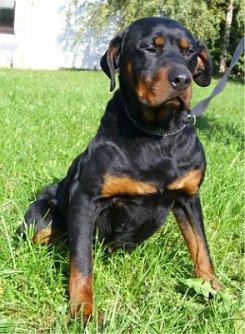 Angel (Foto: C. Knust)